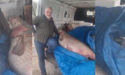 Diyarbakır'da 130 kiloluk balık tezgaha sığmadı