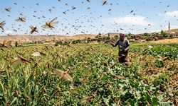 Diyarbakır'da da görülen çekirgeler istila mı? Tarım Bakanlığı açıkladı