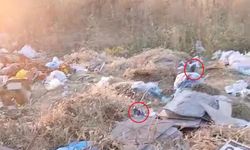 Diyarbakır'da boş arazideki çöpler fare istilasına döndü