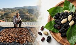 Diyarbakır'da yağışlar dut üreticisini sevindirdi