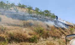 Fıstık ağaçları çıkan yangında küle döndü
