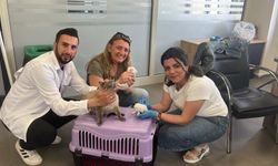 Diyarbakır'da sokak hayvanları için seferberlik