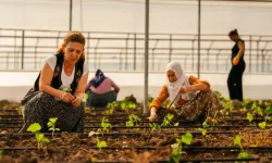 Diyarbakır'da kadınlar serada üretime başladı