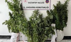 215 kök kenevir ele geçirildi