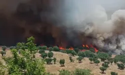 Çiftçinin emeği küle döndü: Diyarbakır'da korkutan bilanço
