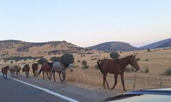Diyarbakır’da yaban at sürüsü görüntülendi