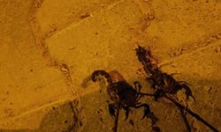 Batman’da sıcaklıklar arttı, akrepler evlere kadar girdi!