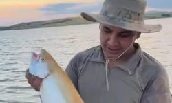 Sarı renkli albino alabalık görenleri şaşırttı