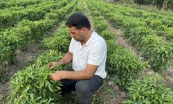Diyarbakır Çermik biberinde hasad dönemi