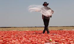 48 derecelik emek: Diyarbakır domatesi dünya sofralarına ulaşıyor