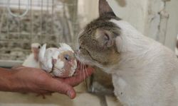 Diyarbakır’da et yemeyen kedi güvercinleri koruyor
