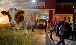 Diyarbakır'da huysuzlaşan inek dehşeti! Sahibini ağır yaraladı