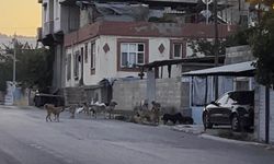 Başıboş sokak köpekler tedirgin ediyor