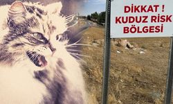 Diyarbakır Valiliğinden kuduz açıklaması: Ekipler harekete geçti