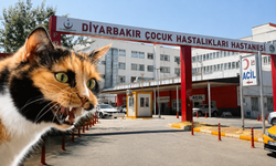 Diyarbakır’da korkutan olay! Kedinin ısırdığı çocukta kuduz tespit edildi