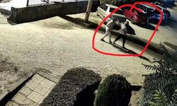Diyarbakır’da acı olay; Kucağında çocuğuyla öldürüldü
