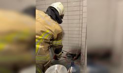 Diyarbakır’da petrol istasyonunda 2,5 metre uzunluğunda yılan yakalandı