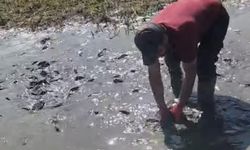 Su seviyesi düştü balıklar çamur içinde kaldı