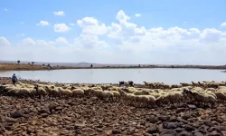 Diyarbakır’da göletler yenileniyor: 98 bin 500 hayvana su desteği