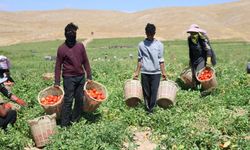 Mevsimlik işçilerin ekmek mücadelesi