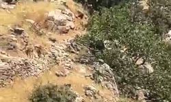 Diyarbakır’da yaban keçileri görüntülendi