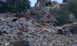 Diyarbakır'da dağ keçileri görüntülendi