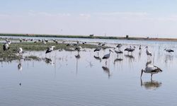 Diyarbakır'da göç öncesi kuş hareketliliği