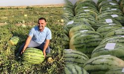 Diyarbakır’ın simgesi dev karpuzlar yarışma gününü bekliyor