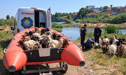 Diyarbakır'da Dicle Nehri’nde mahsur kalan keçiler için kurtarma operasyonu