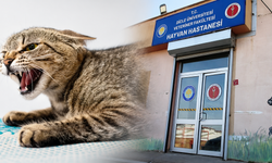 “Kediden kuduz bulaşmaz” demeyin! Dicle Üniversitesi’nden hayati uyarı