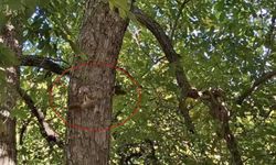 Diyarbakır’da sincaplar bir birini kovaladı
