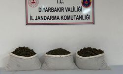 Diyarbakır’da uyuşturucu operasyonu: 253 bin kök kenevir ele geçirildi