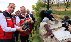 Diyarbakır’da bağ bozumu etkinliği: İlk mahsuller toplandı