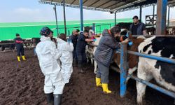 Diyarbakır’da buzağı projesi sonuç verdi: Tamamı dişi doğdu