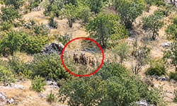 Diyarbakır'da kalabalık domuz sürüsü görüntülendi
