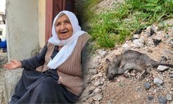Diyarbakır’da “ürküten” tablo: Deprem sonrası fareler ev ve iş yerlerini sardı