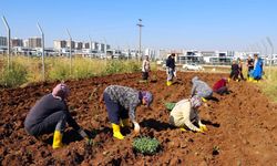 Diyarbakır’da kadınlar kışlık sebzeleri toprakla buluşturdu