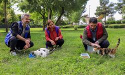 Diyarbakır’da sokak hayvanları için kış öncesi çağrı