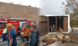Elazığ-Diyarbakır yolunda kaza: Hayvanlar telef oldu