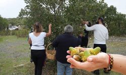Diyarbakır’da meşe ağaçları için hazırlık başladı