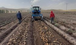 Cips fabrikalarına giden patatesin yolculuğu