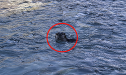 Diyarbakır Dicle Nehri’nde su samuru sürprizi