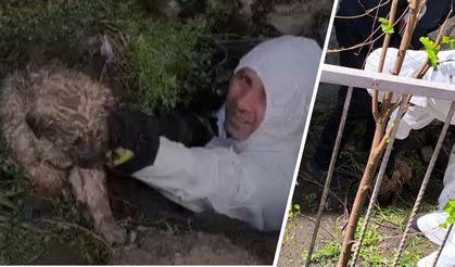 Diyarbakır itfaiyesi kanala düşen yavru köpeğe duyarsız kalmadı