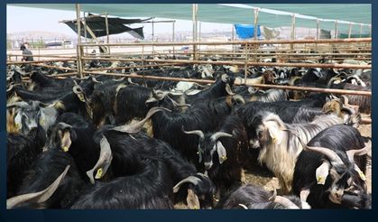 Elazığ’da çiçek hastalığı alarmı: 6 köy karantinaya alındı