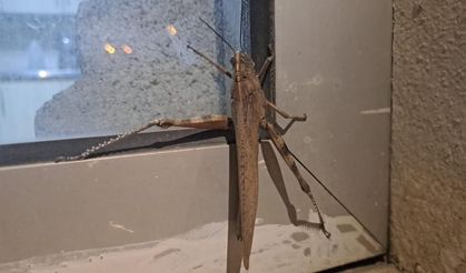 Diyarbakır’da dev çekirge şok etti