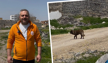 Diyarbakır Sur’da sokak köpeği kabusu!