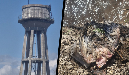 Diyarbakır’da skandal: Musluklardan su değil, güvercin tüyü ve bağırsağı akıyor!