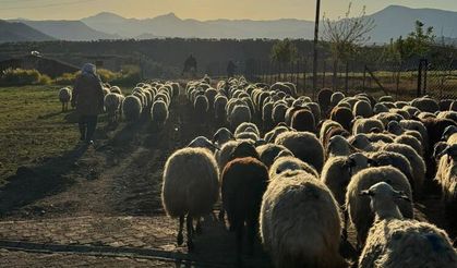 Diyarbakır'da göçerler yollara düştü