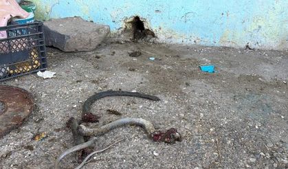 Şanlıurfa’da yılan dehşeti: 5 yaralı