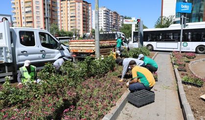 Diyarbakır’da Çin karanfilleri toprakla buluştu